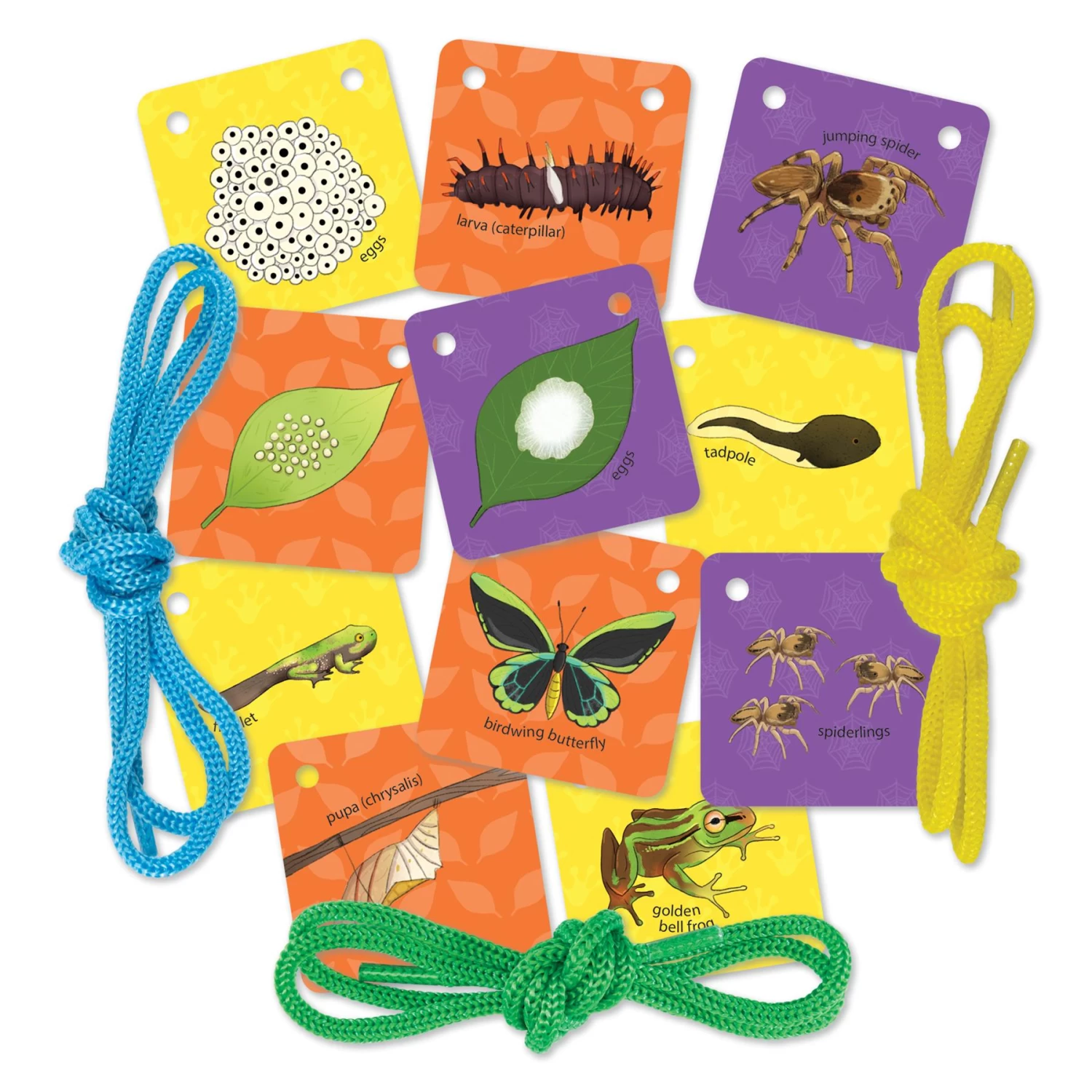 Jumbo Natural History Museum Let's Learn Tiny Creatures Activity Pack - Image 8