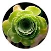 Succulent Circular Impuzzible 400 Piece Jigsaw Puzzle