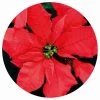 Poinsettia Circular Impuzzible 400 Piece Jigsaw Puzzle