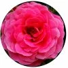 English Rose Circular Impuzzible 400 Piece Jigsaw Puzzle