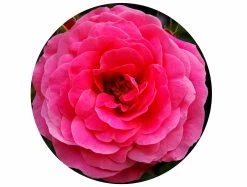 English Rose Circular Impuzzible 400 Piece Jigsaw Puzzle