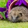 Hedgehog Pottering In The Garden 1000 Piece Jigsaw
