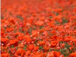 Fields Of Poppies - Impuzzible No. 28 - 1000 Piece Jigsaw Puzzle