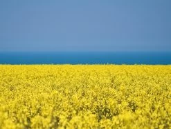 Peace And Prosperity- Impuzzible 1000 Piece Jigsaw Puzzle