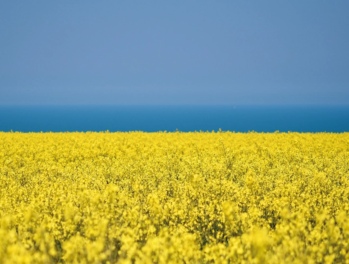 Peace And Prosperity- Impuzzible 1000 Piece Jigsaw Puzzle