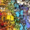 Natural History Museum - Butterflies & Moths 1000 Piece Jigsaw Puzzle