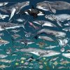 The Ocean 1000 Piece Jigsaw Puzzle
