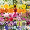 Rainbow Of Flowers 1000 Piece Jigsaw Puzzle