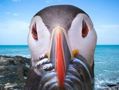 We Shall Have A Fishy (Puffin) 1000 Piece Jigsaw