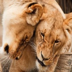 Lioness 1000 Piece Jigsaw Puzzle