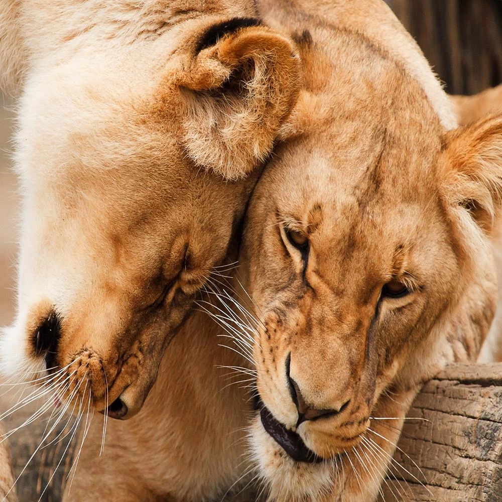 Lioness 1000 Piece Jigsaw Puzzle